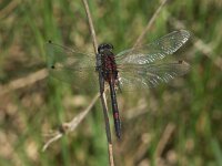 Leucorrhinia rubicunda 6, Noordse witsnuitlibel, Saxifraga-Willem Jan Hoeffnagel  Minolta DSC