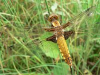 Libellula depressa 18, Platbuik, Saxifraga-Jan Willem Jongepier
