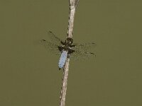 Libellula depressa 30, Platbuik, male, Saxifraga-Jan van der Straaten