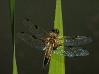 Libellula quadrimaculata 53, Viervlek, male, Saxifraga-Marijke Verhagen