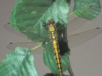 Orthetrum cancellatum 7, Gewone oeverlibel, Saxifraga-Frits Bink