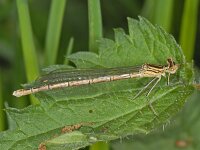 Blauwe breedscheenjuffer #07221 : Platycnemis pennipes, Blauwe breedscheenjuffer, female