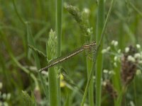 Platycnemis pennipes 27, Blauwe breedscheenjuffer, Saxifraga-Willem van Kruijsbergen