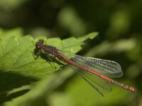 Pyrrhosoma nymphula 28, Vuurjuffer, Saxifraga-Jan van der Straaten