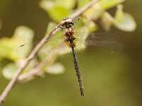 Somatochlora arctica 11, Hoogveenglanslibel, Saxifraga-Gerard de Jong : Brunssummer heide, Dragonfly, Hoogveenglanslibel, Insect, Libel, Macro, Overig, Saxifraga Beeldbank, Somatochlora arctica