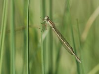 Sympecma fusca 5, Bruine winterjuffer, Vlinderstichting-Jaap Bouwman