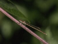 Sympecma fusca 66, Bruine winterjuffer, Saxifraga-Jan van der Straaten