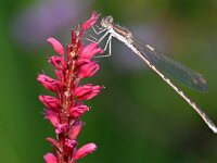 Sympecma fusca 70, Bruine winterjuffer, Saxifraga-Tom Heijnen