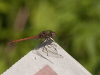 Sympetrum sanguineum 121, Bloedrode heidelibel, Saxifraga-Jan van der Straaten
