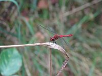 Sympetrum sanguineum 122, Bloedrode heidelibel, Saxifraga-Ben Delbaere