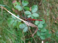 Sympetrum sanguineum 123, Bloedrode heidelibel, Saxifraga-Ben Delbaere
