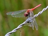 Sympetrum sanguineum 125, Bloedrode heidelibel, Saxifraga-Tom Heijnen