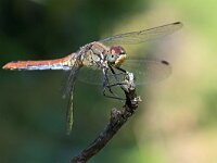 Sympetrum sanguineum 127, Bloedrode heidelibel, Saxifraga-Tom Heijnen