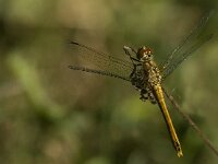 Sympetrum sanguineum 32, Bloedrode heidelibel, female, Saxifraga-Jan van der Straaten