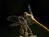 Sympetrum sanguineum 35, Bloedrode heidelibel, female, Saxifraga-Jan van der Straaten