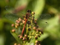 Sympetrum sanguineum 45, Bloedrode heidelibel, male, Saxifraga-Jan van der Straaten