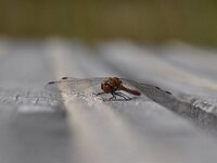 Sympetrum sanguineum 83, Bloedrode heidelibel, Saxifraga-Luuk Vermeer