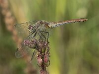 Sympetrum sanguineum 92, Bloedrode heidelibel, Saxifraga-Willem van Kruijsbergen