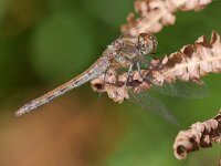 Sympetrum striolatum 104, Bruinrode heidelibel, Saxifraga-Tom Heijnen