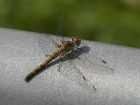 Sympetrum striolatum 78, Bruinrode heidelibel, Saxifraga-Jan van der Straaten