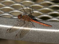 Sympetrum striolatum 92, Bruinrode heidelibel, male, Saxifraga-Jan van der Straaten