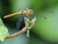 Sympetrum striolatum 98, Bruinrode heidelibel, Saxifraga-Tom Heijnen