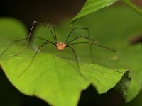 Opilio canestrinii 4, Rode hooiwagen, Saxifraga-Tom Heijnen