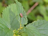 Opilio canestrinii 5, Rode hooiwagen, Saxifraga-Tom Heijnen