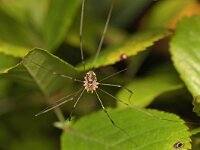 Opilio canestrinii 8, Rode hooiwagen, Saxifraga-Tom Heijnen