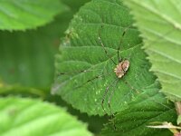 Opilio canestrinii 9, Rode hooiwagen, Saxifraga-Tom Heijnen