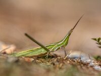 Acrida ungarica grasshopper  Acrida ungarica is a species of grasshopper found in southern and central Europe : Bug, Critter, Peloponnese, Peloponnesos, acrida, animal, animals, antenna, arthropods, background, biology, close-up, closeup, creature, detail, ecology, entomology, environment, europe, eye, fauna, flying, grasshopper, greece, green, herbivorous, insect, insects, invertebrate, jump, katydid, leg, life, locust, macro, mediterranean, natural, nature, orthoptera, plant, portrait, sit, slant-faced, summer, ungarica, weird, wild, wildlife, wing, zoology