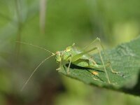 Barbitistes serricauda, Saw-tailed Bush-cricket