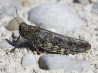 Bryodema tuberculata