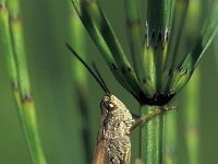 Chorthippus apricarius