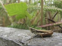 Chorthippus apricarius 4, Locomotiefje, Saxifraga-Rob Felix : Animalia, Arthropoda, Insecta, Orthoptera, animal, arthropod, dier, dieren, geleedpotige, geleedpotigen, grasshopper, insect, insecten, krekel, sprinkhaan, sprinkhanen en krekels
