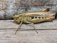 Chorthippus biguttulus 17, Ratelaar, Saxifraga-Bart Heijne : 2021, Belmonte, Chorthippus biguttulus, KNNV, Orthoptera, Wageningen, augustus, cursus, insect, ratelaar, veldsprinkhaan