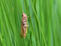 Chorthippus brunneus 13, Bruine sprinkhaan, Saxifraga-Tom Heijnen