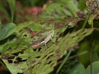 Chorthippus dorsatus