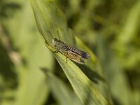 Chorthippus scalaris