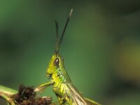 Chrysochraon dispar, Large Gold Grasshopper