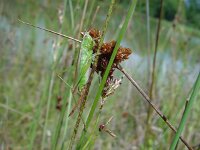 Conocephalus discolor, Long-winged Cone-head