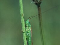 Conocephalus discolor 3, Zuidelijk spitskopje, Saxifraga-Robert Ketelaar