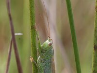Conocephalus discolor 5, Zuidelijk spitskopje, Saxifraga-Rutger Barendse