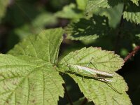 Conocephalus discolor 6, Zuidelijk Spitskopje, Saxifraga-Peter Meininger