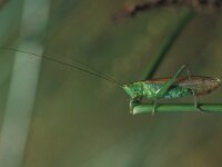 Conocephalus dorsalis, Short-winged Cone-head