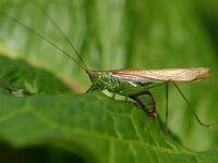 Conocephalus dorsalis 12, Spitskopje, Saxifraga-Rudmer Zwerver