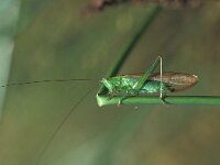 Conocephalus dorsalis 2, Spitskopje, Saxifraga-Robert Ketelaar