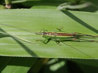 Conocephalus dorsalis 7, Spitskopje, Saxifraga-Rutger Barendse