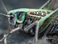 Decticus verrucivorus, Wart-biter