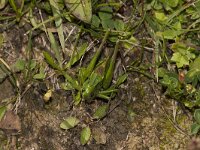 Decticus verrucivorus 15, Wrattenbijter, Saxifraga-Paul Westrich
